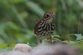 Ovenbird 2012-05-05_4